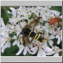Tenthredo vespa - Blattwespe w04.jpg